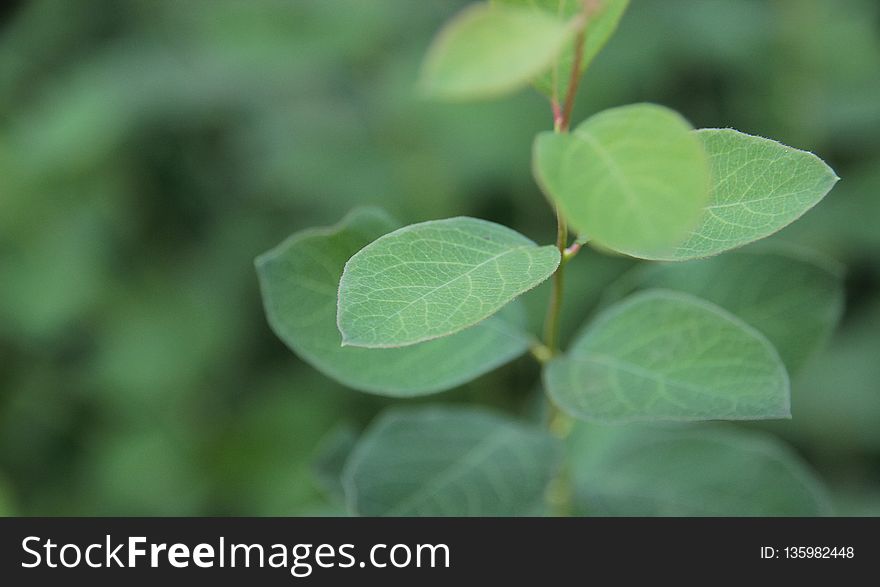 Leaf, Green, Plant, Macro Photography