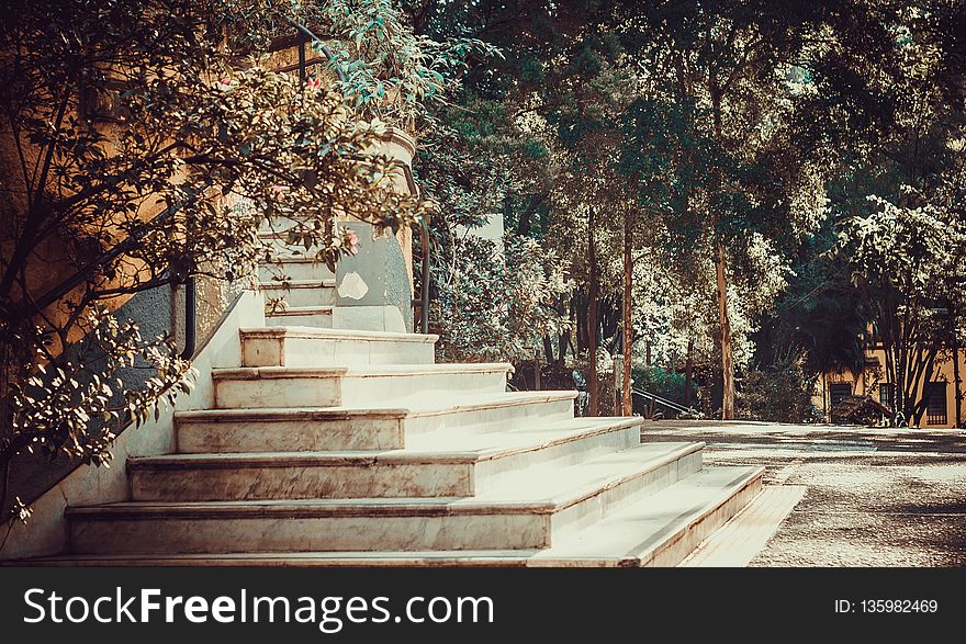 Tree, Leaf, Woody Plant, Path