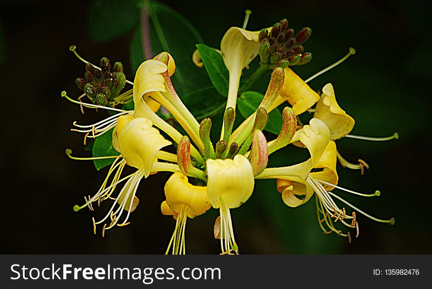 Flower, Plant, Flora, Yellow