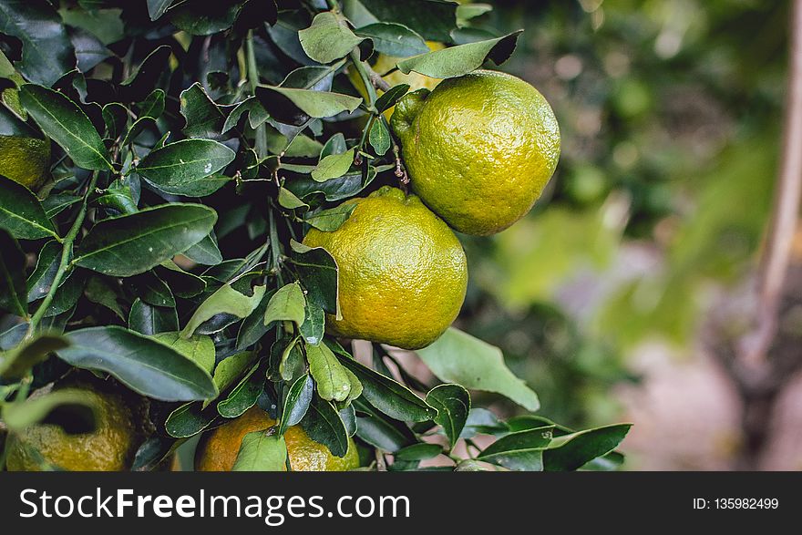 Citrus, Fruit, Citron, Produce