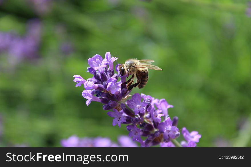 Honey Bee, Bee, English Lavender, Flower