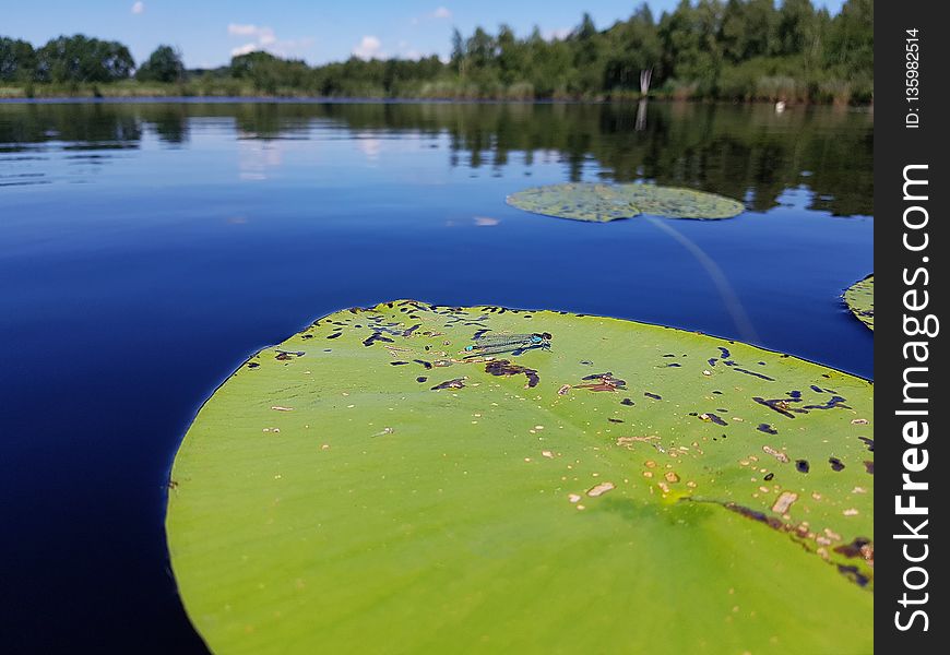 Water, Green, Nature, Reflection