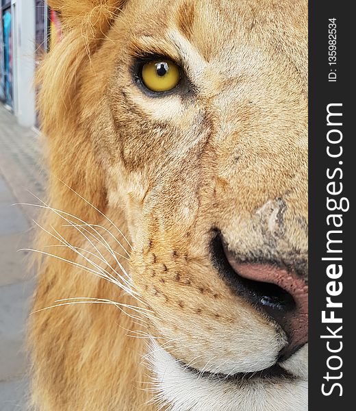 Face, Wildlife, Lion, Whiskers