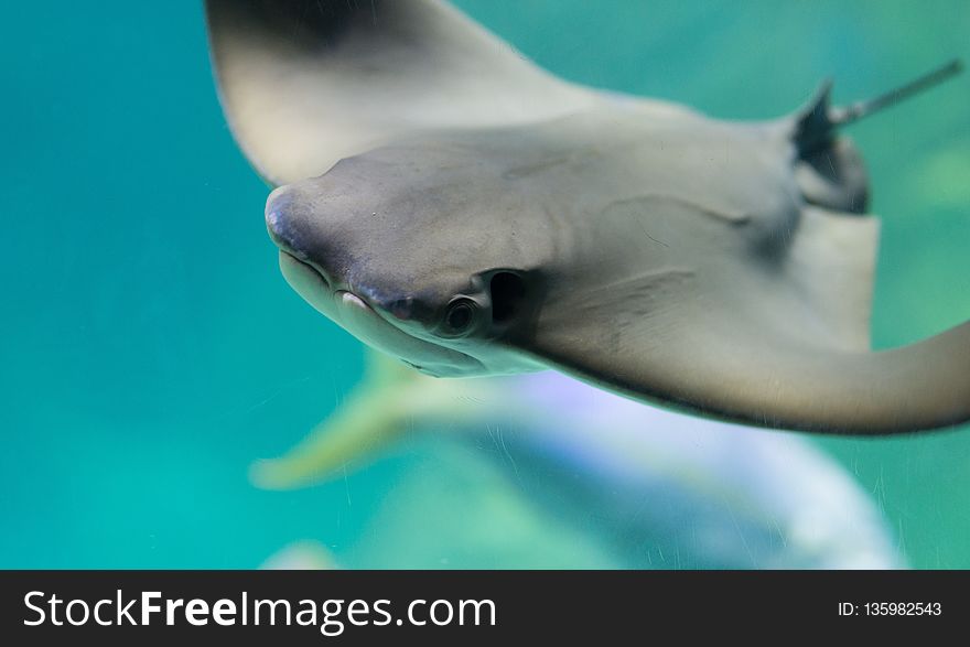 Fish, Marine Mammal, Close Up, Dolphin