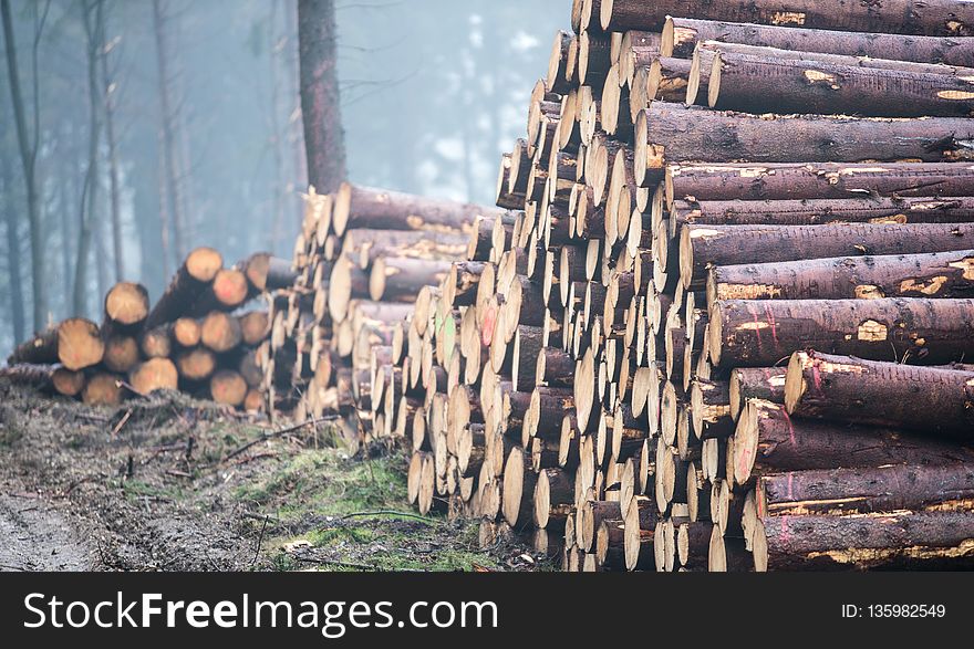 Wood, Logging, Lumber, Tree