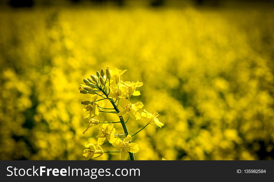 Rapeseed, Yellow, Canola, Mustard Plant