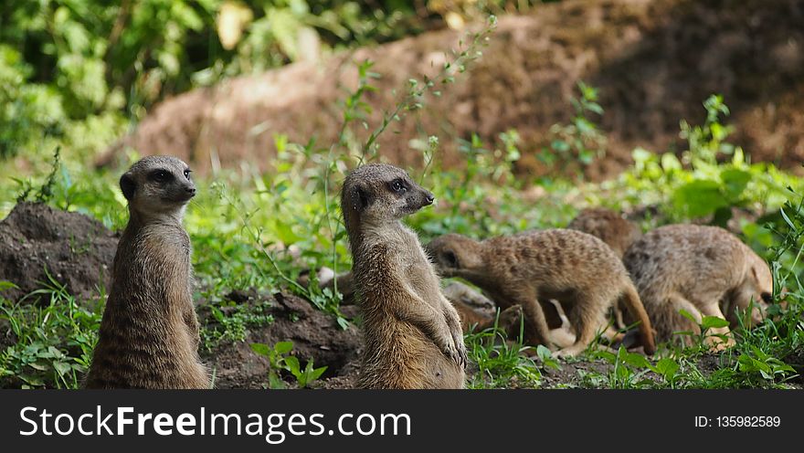 Meerkat, Mammal, Fauna, Wildlife