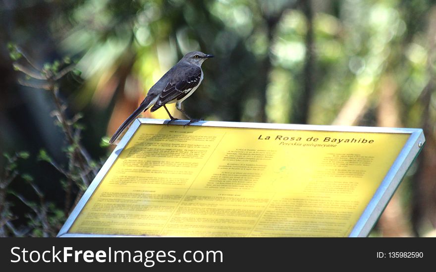 Bird, Fauna, Beak, Advertising