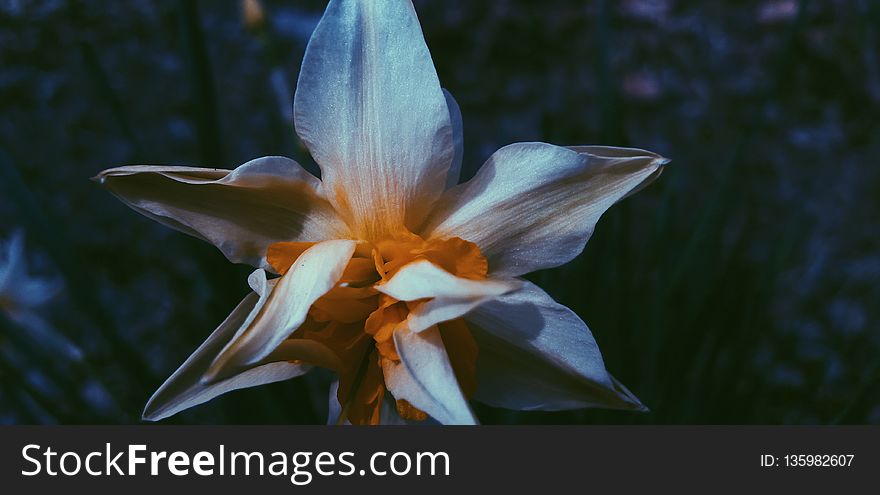 Flower, Plant, Flora, Flowering Plant