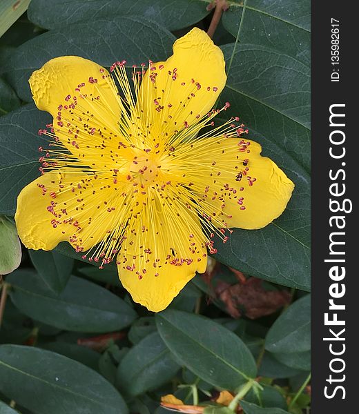 Flower, Yellow, Plant, Hypericaceae
