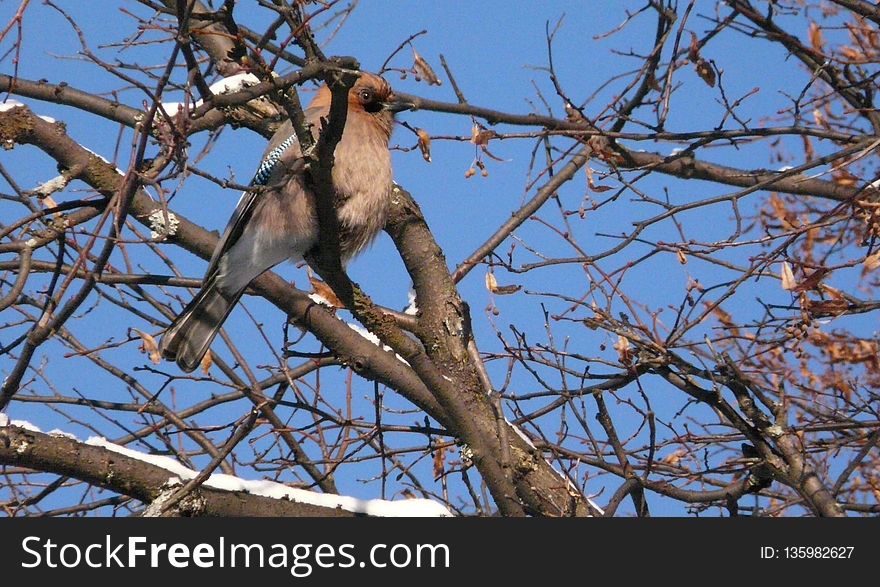 Bird, Branch, Fauna, Tree