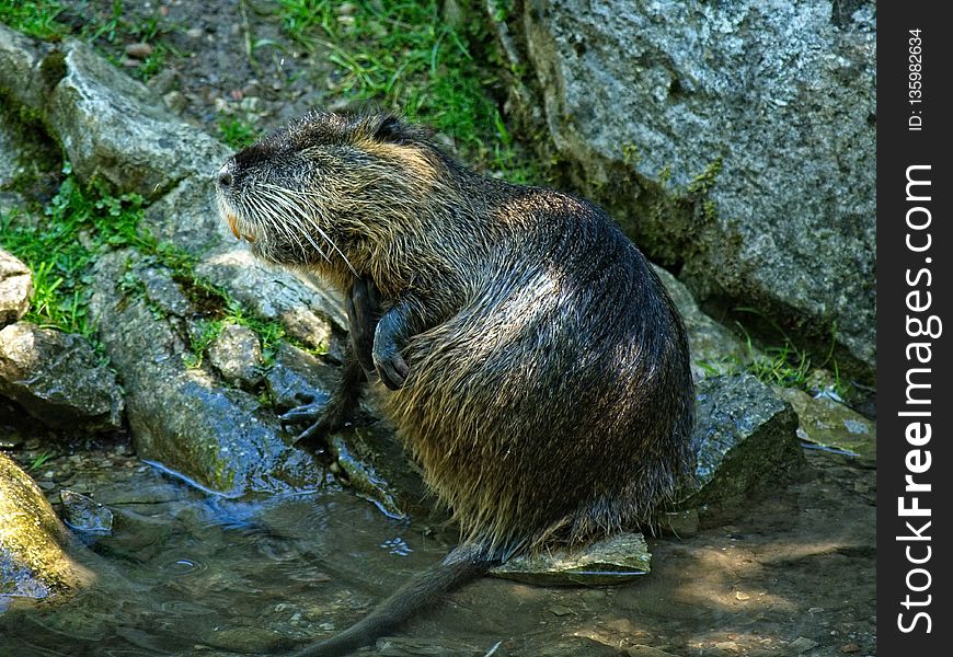 Mammal, Fauna, Beaver, Nature Reserve