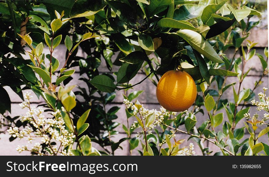 Citrus, Fruit, Plant, Fruit Tree