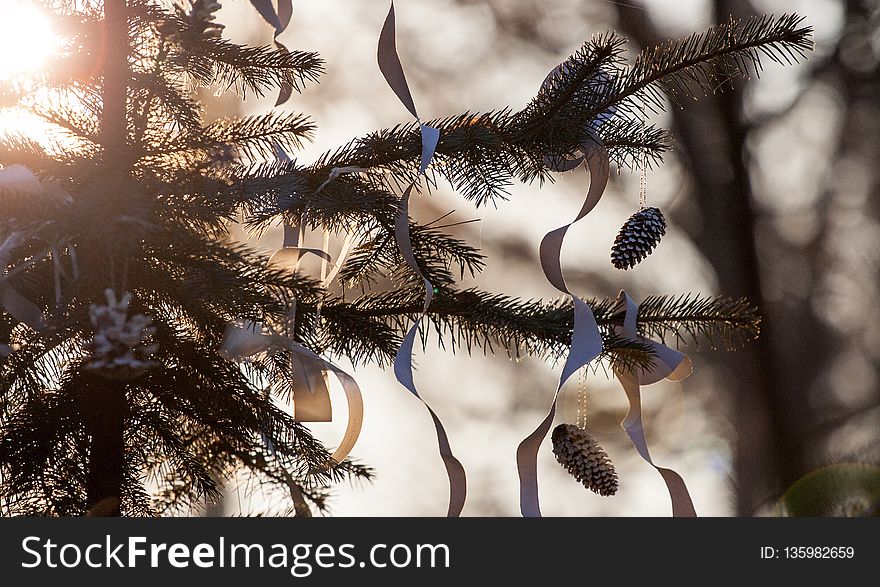 Branch, Tree, Winter, Twig