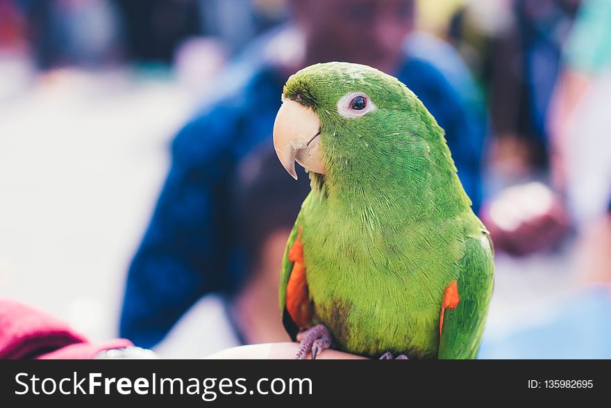 Bird, Parrot, Beak, Parakeet