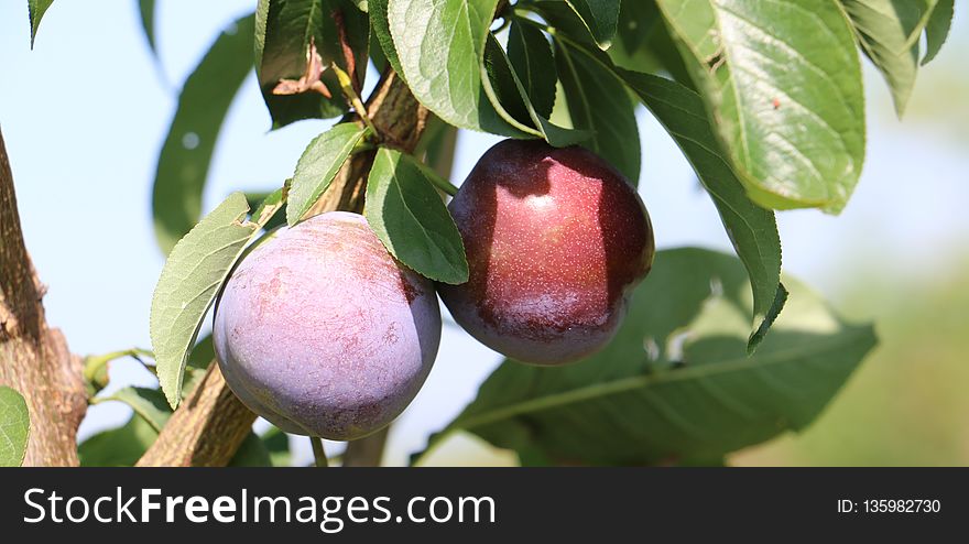 Fruit, Peach, Fruit Tree, Produce