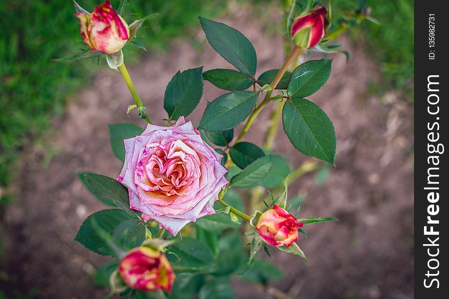 Flower, Plant, Rose Family, Flowering Plant