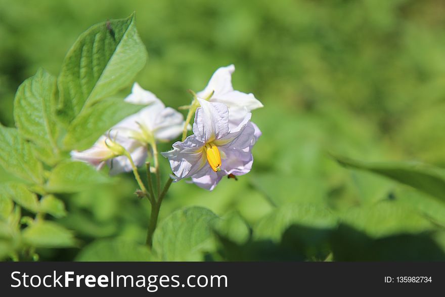 Flower, Plant, Flora, Flowering Plant