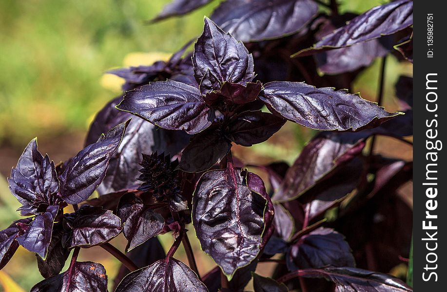 Plant, Purple, Flora, Leaf