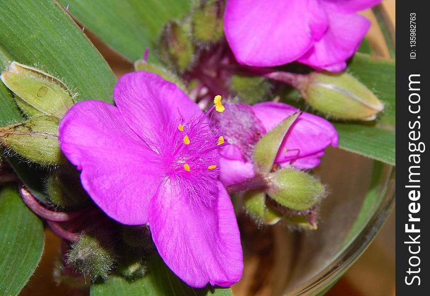 Flower, Flora, Plant, Purple