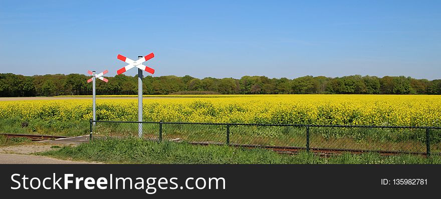 Field, Yellow, Road, Canola