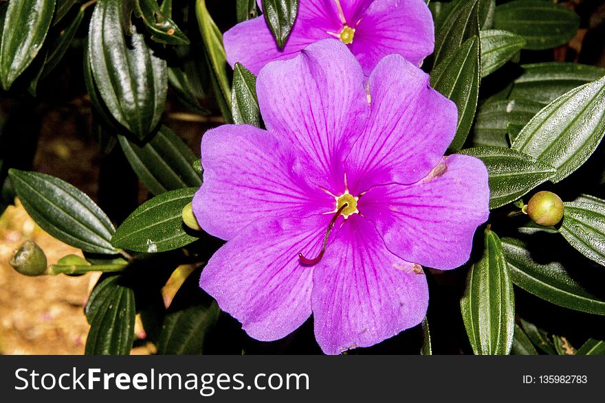 Flower, Plant, Flora, Purple