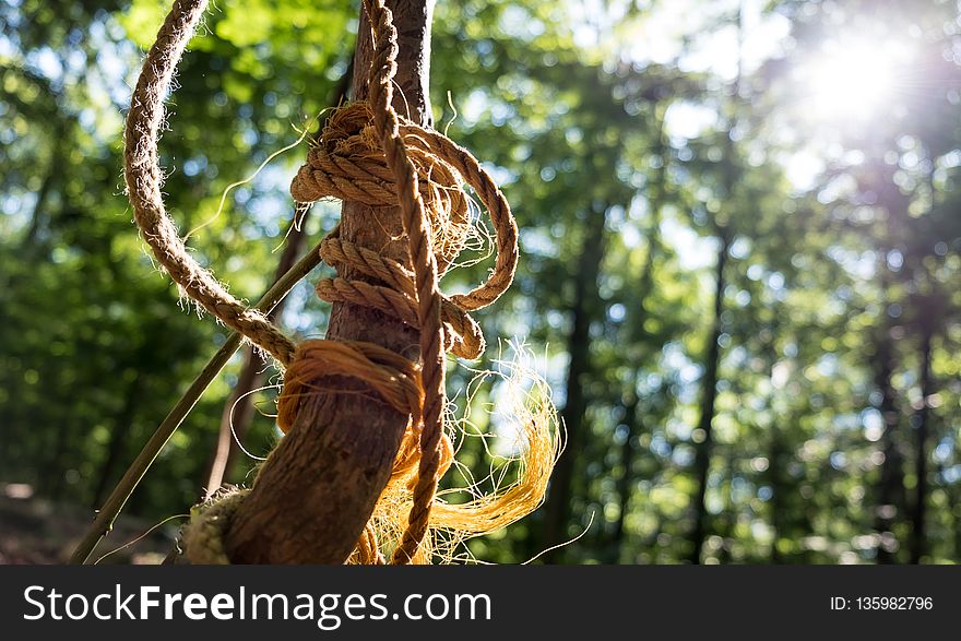 Tree, Plant, Branch, Flora