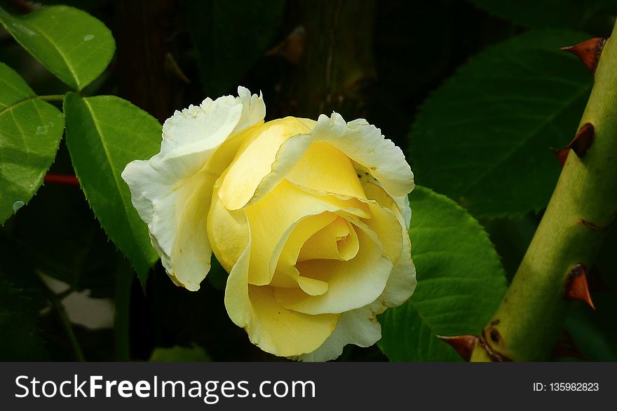 Flower, Yellow, Rose Family, Plant