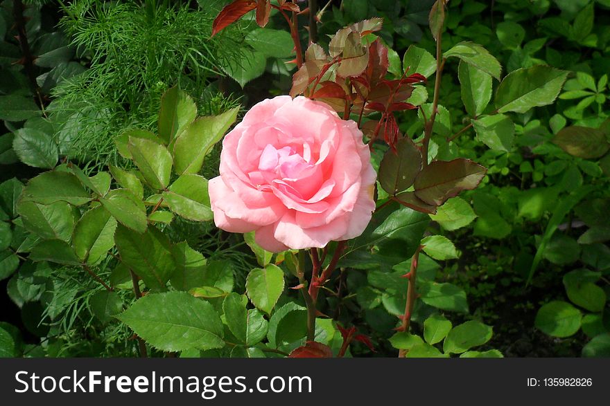 Rose, Flower, Rose Family, Plant