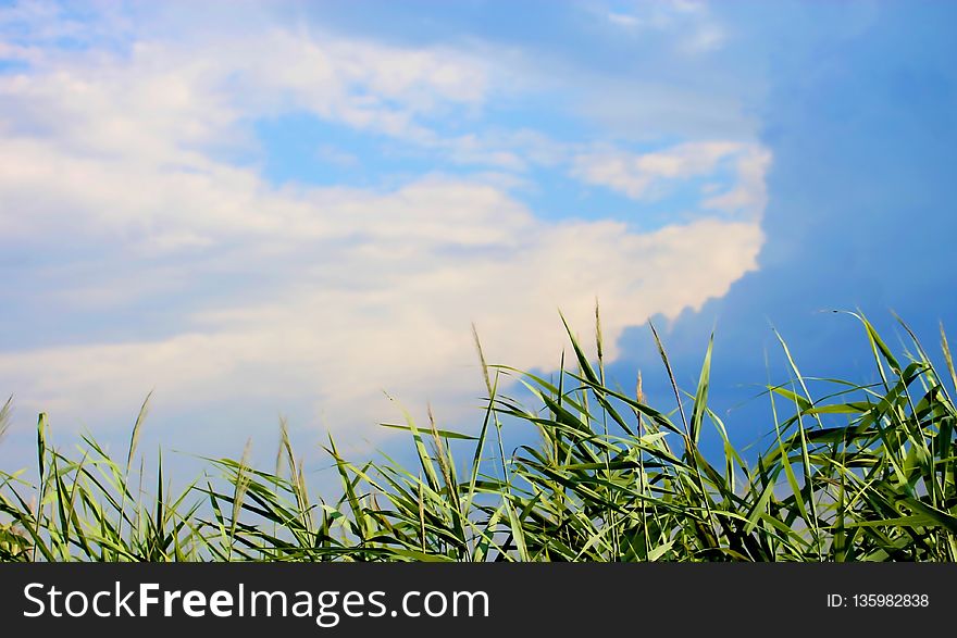 Sky, Field, Crop, Vegetation