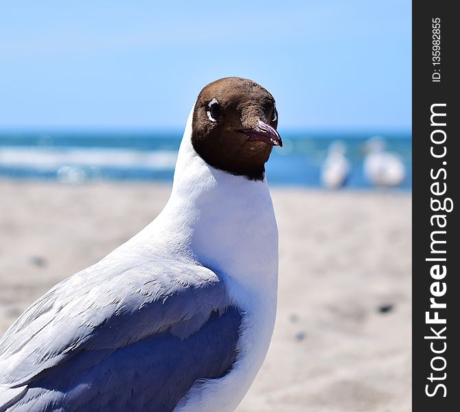 Bird, Fauna, Beak, Seabird