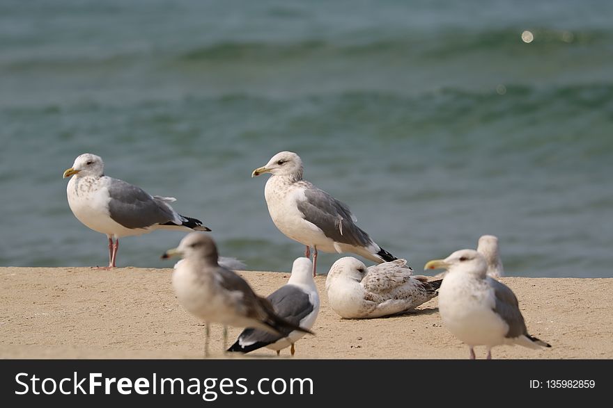 Bird, Gull, Seabird, Shore