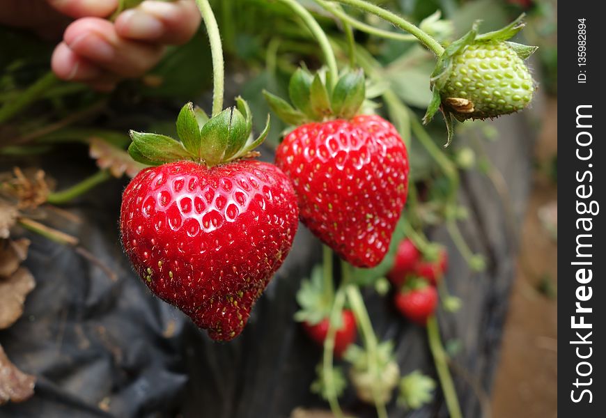 Strawberry, Strawberries, Natural Foods, Fruit