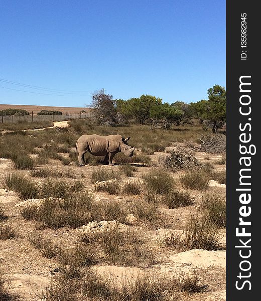 Ecosystem, Wilderness, Shrubland, Grassland