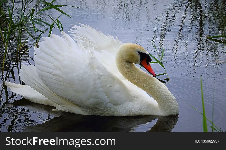 Bird, Swan, Water, Water Bird