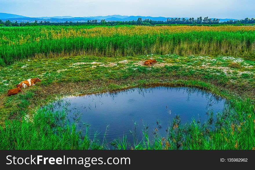 Vegetation, Ecosystem, Grassland, Nature Reserve