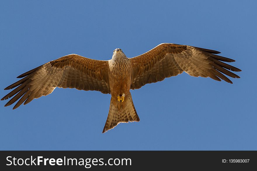 Accipitriformes, Bird, Eagle, Fauna