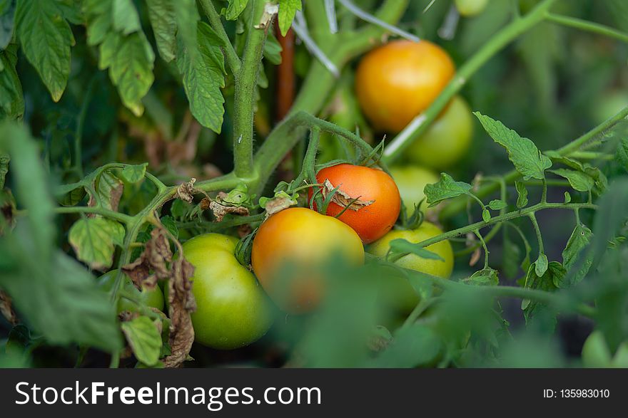 Natural Foods, Local Food, Vegetable, Tomato