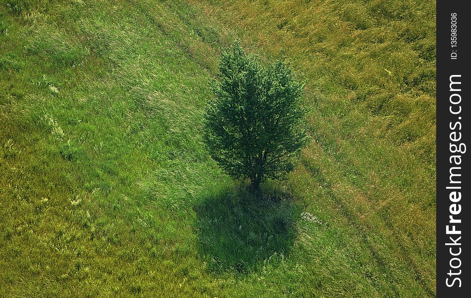 Vegetation, Ecosystem, Nature Reserve, Grassland