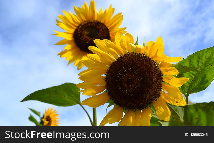 Sunflower, Flower, Sky, Sunflower Seed