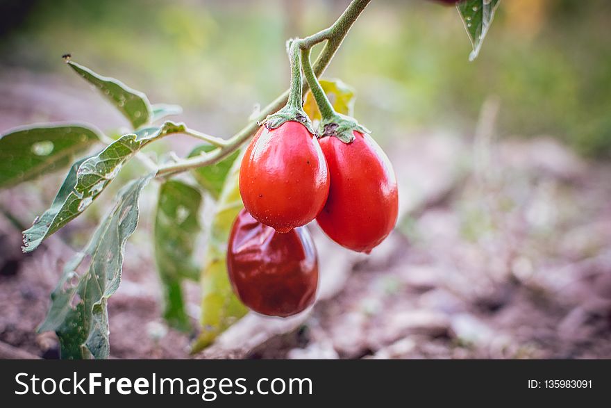 Fruit, Natural Foods, Potato And Tomato Genus, Tomato