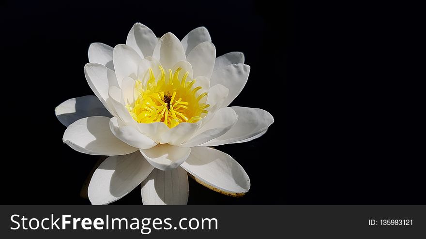 Flower, White, Yellow, Flowering Plant