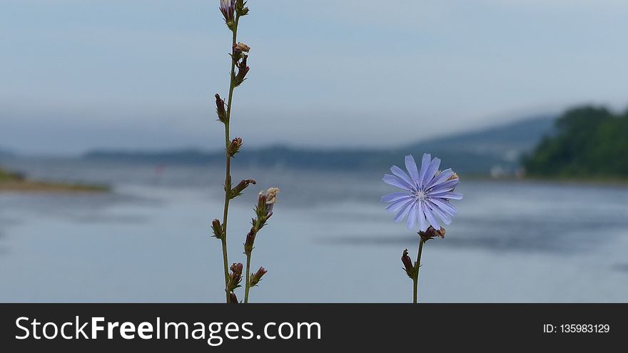 Plant, Sky, Flora, Flower