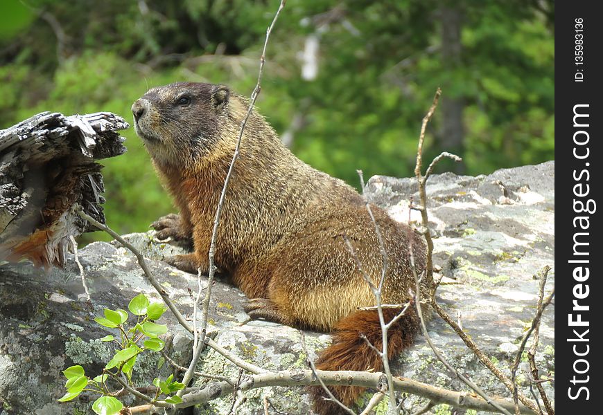 Marmot, Mammal, Fauna, Terrestrial Animal
