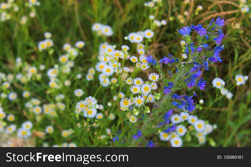 Flower, Flora, Plant, Wildflower