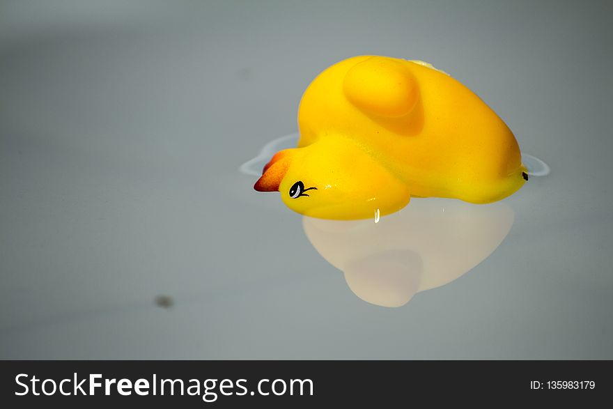 Yellow, Close Up, Macro Photography, Water Bird