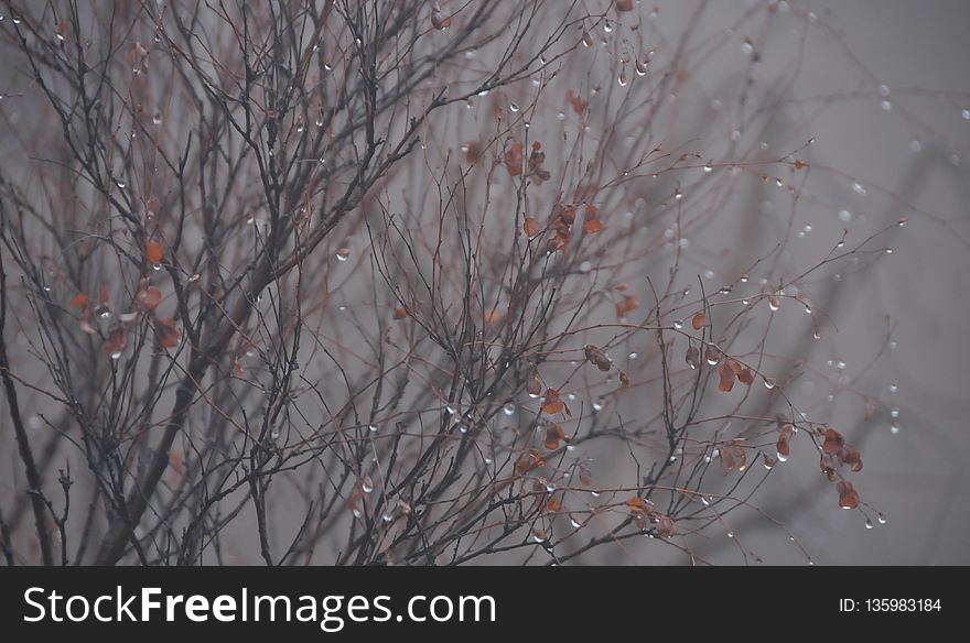 Branch, Tree, Winter, Freezing
