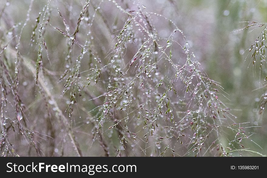 Water, Flora, Moisture, Grass