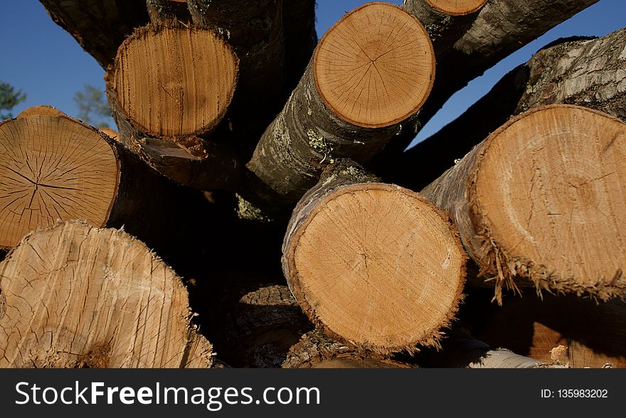 Wood, Lumber, Trunk, Tree