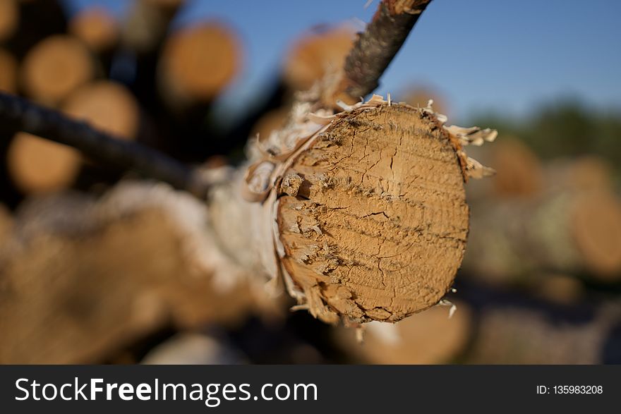 Close Up, Macro Photography, Wood, Tree